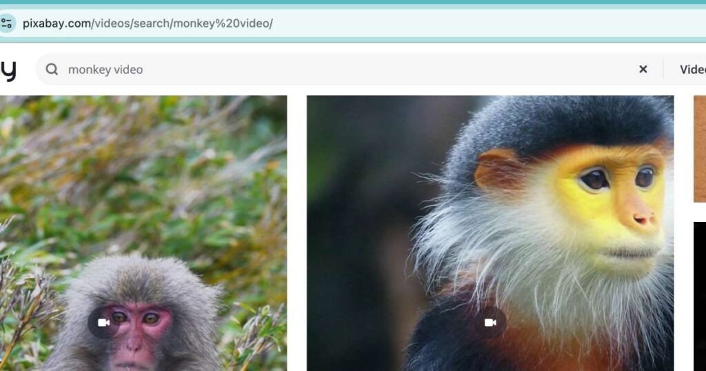 "Pixabay website interface showing free monkey video clips available for download"